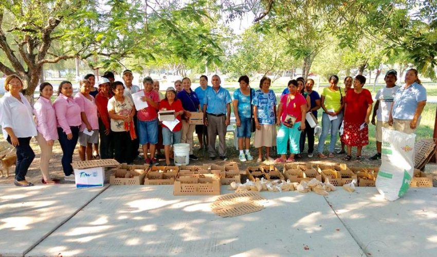 Programa “Pollitas Ponedoras”