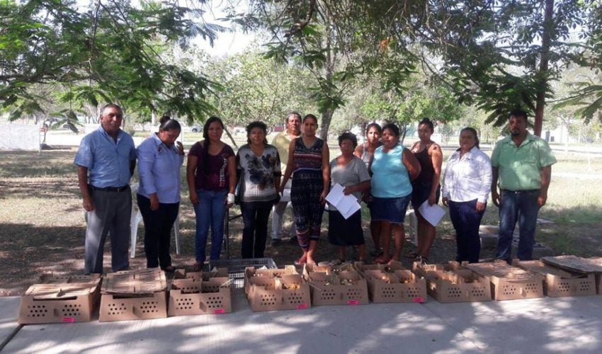 Entrega de pollitas en Morelos y Dolores